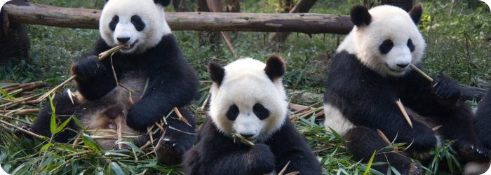 Exploring Oxygen Levels in the Panda Gut Microbiome