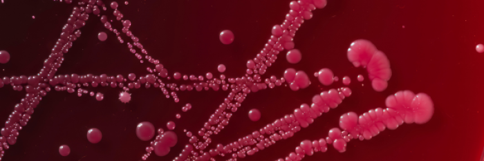 What Does Whole Genome Sequencing Reveal About Anaerobic Bacteria?