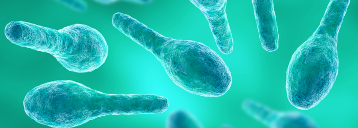 Clostridium bacteria illustration