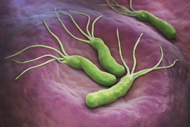 Perfekte Arbeitsstation für Ihren Helicobacter pylori