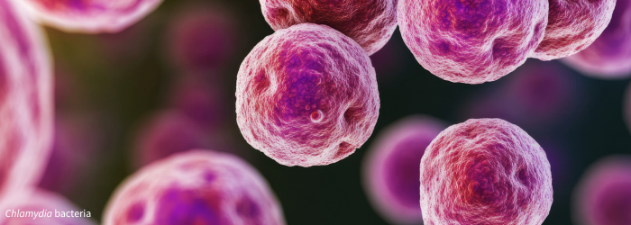 Chlamydia bacteria visual