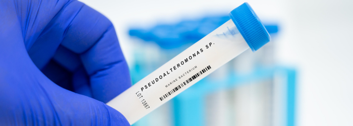 Pseudoalteromonas