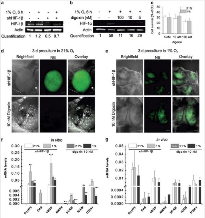 Cell Memory of Hypoxia in Metastases
