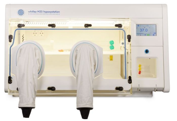 Phenotypic Screening of Hypoxia-Activated Prodrugs Using the Whitley H35 Hypoxystation