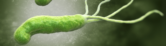 Helicobacter pylori