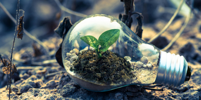 Soil and plant life growing inside lightbulb