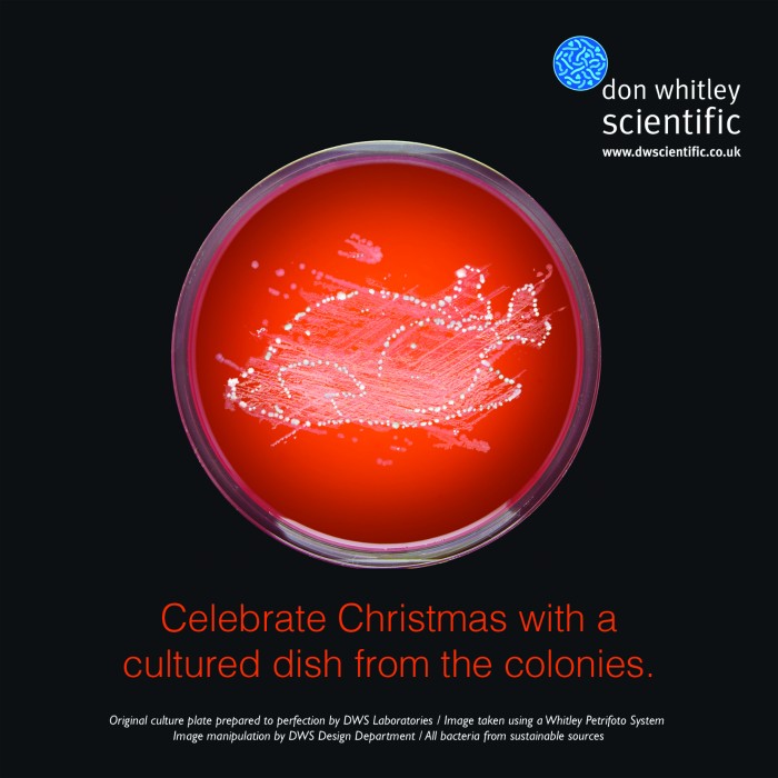 Happy Christmas to Everyone