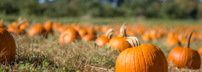 Pumpkins, The Gut Microbiome and Type 2 Diabetes