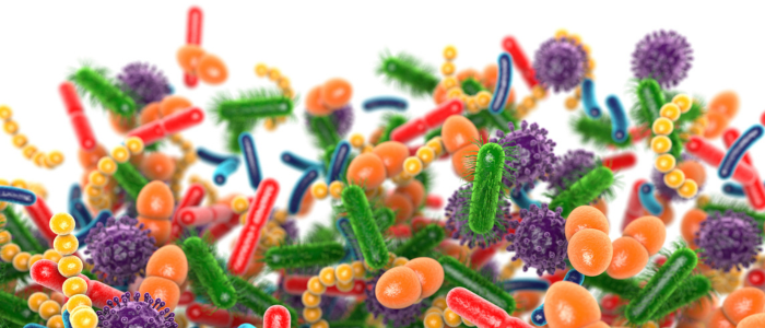 The relationship between gut microbes and food cravings