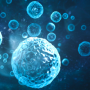The importance of replicating in vivo conditions