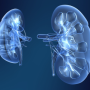 Kidneys.