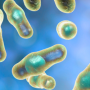 Clostridium perfringens