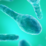 Clostridium bacteria illustration
