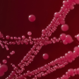What Does Whole Genome Sequencing Reveal About Anaerobic Bacteria?