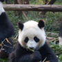 Exploring Oxygen Levels in the Panda Gut Microbiome
