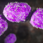 Exploring A. muciniphila’s Unique Mucin Metabolism