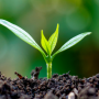 Clostridioides difficile: How safe are retail garden products?
