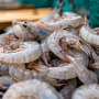 Shrimp catch - fishing