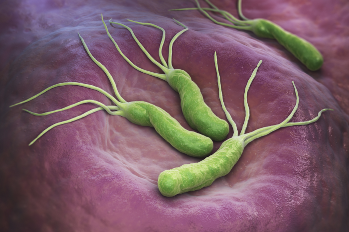 Perfekte Arbeitsstation für Ihren Helicobacter pylori
